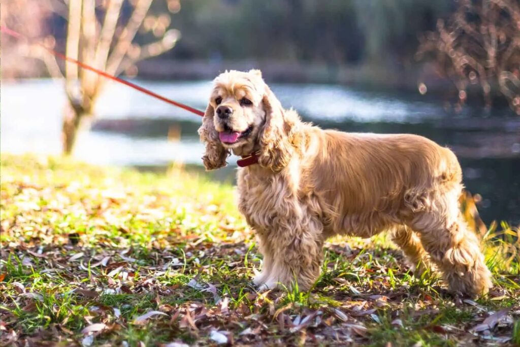 English Cocker Spaniel