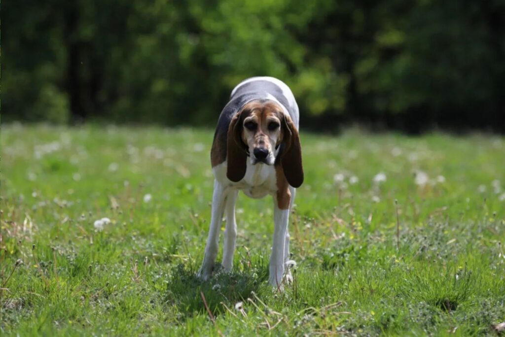 English Foxhound