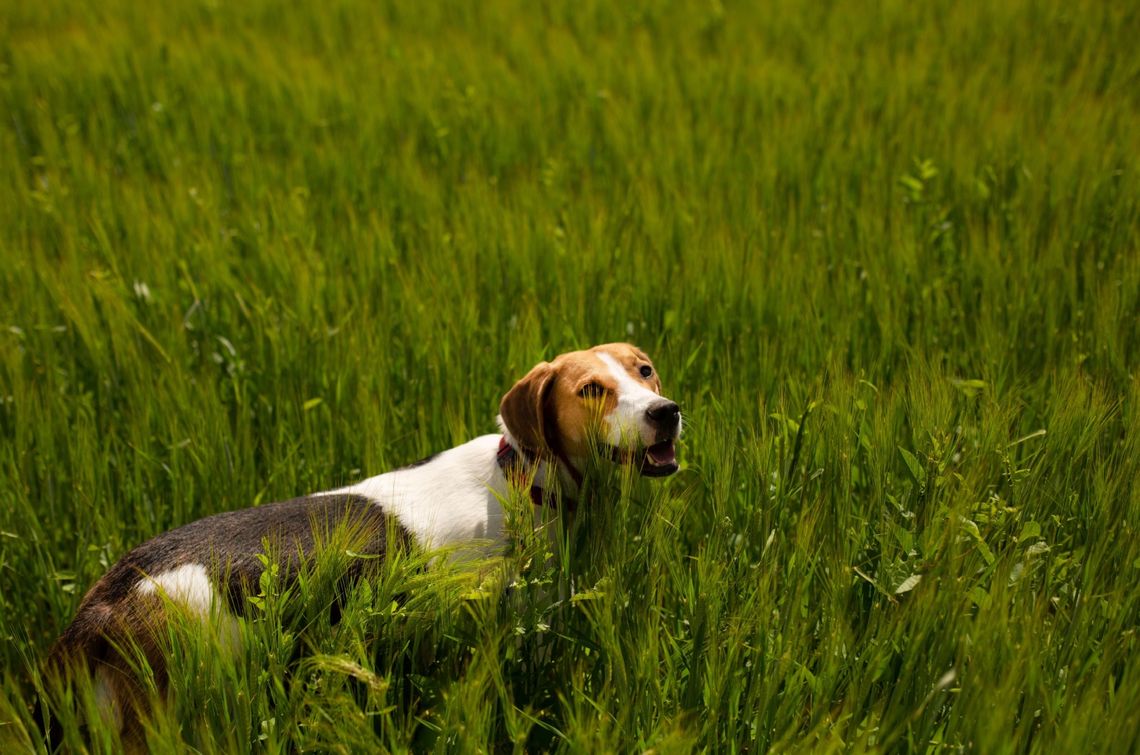 English Foxhound