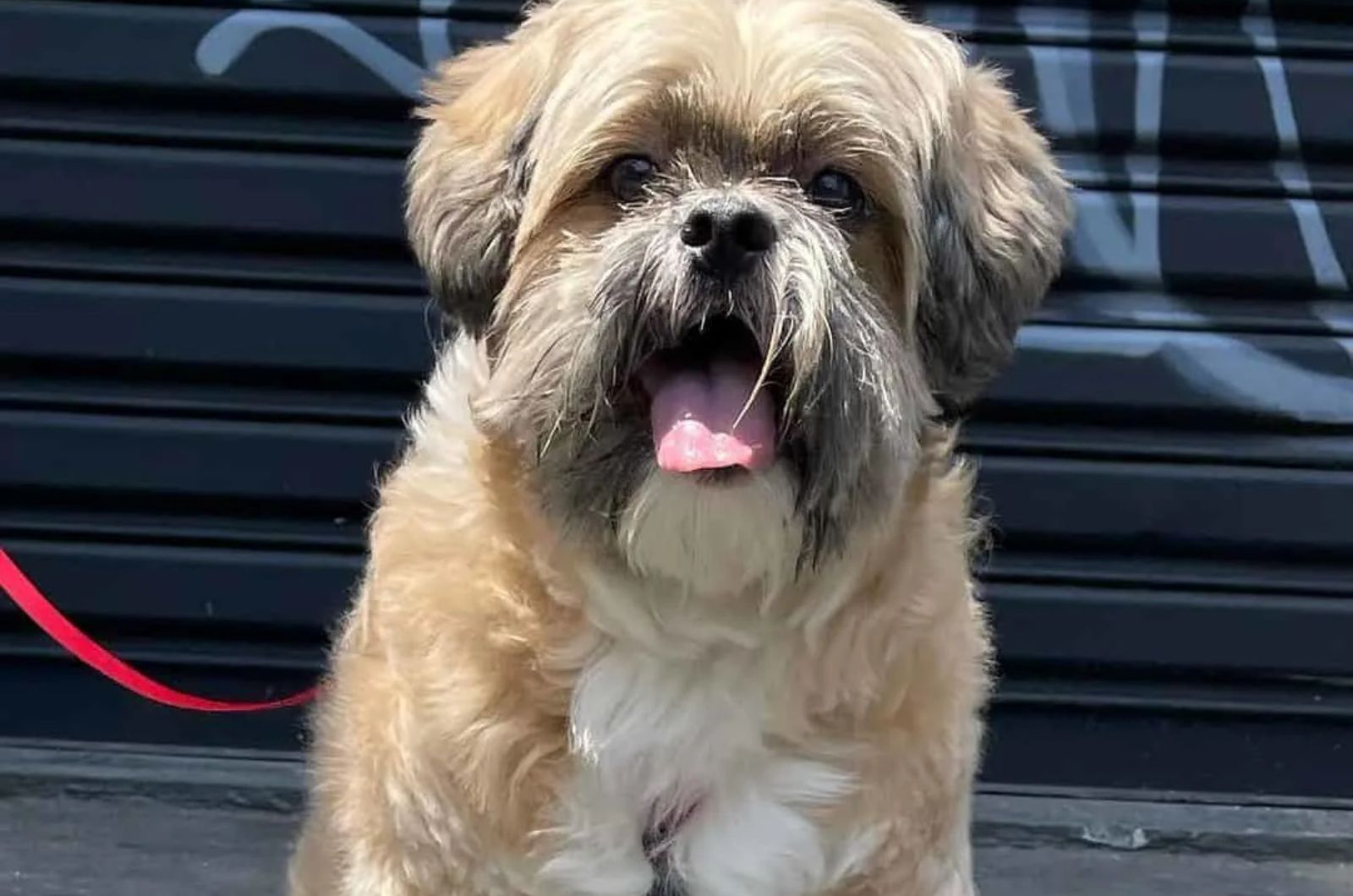 English Lhasa Bull Lhasa Apso X English Bulldog