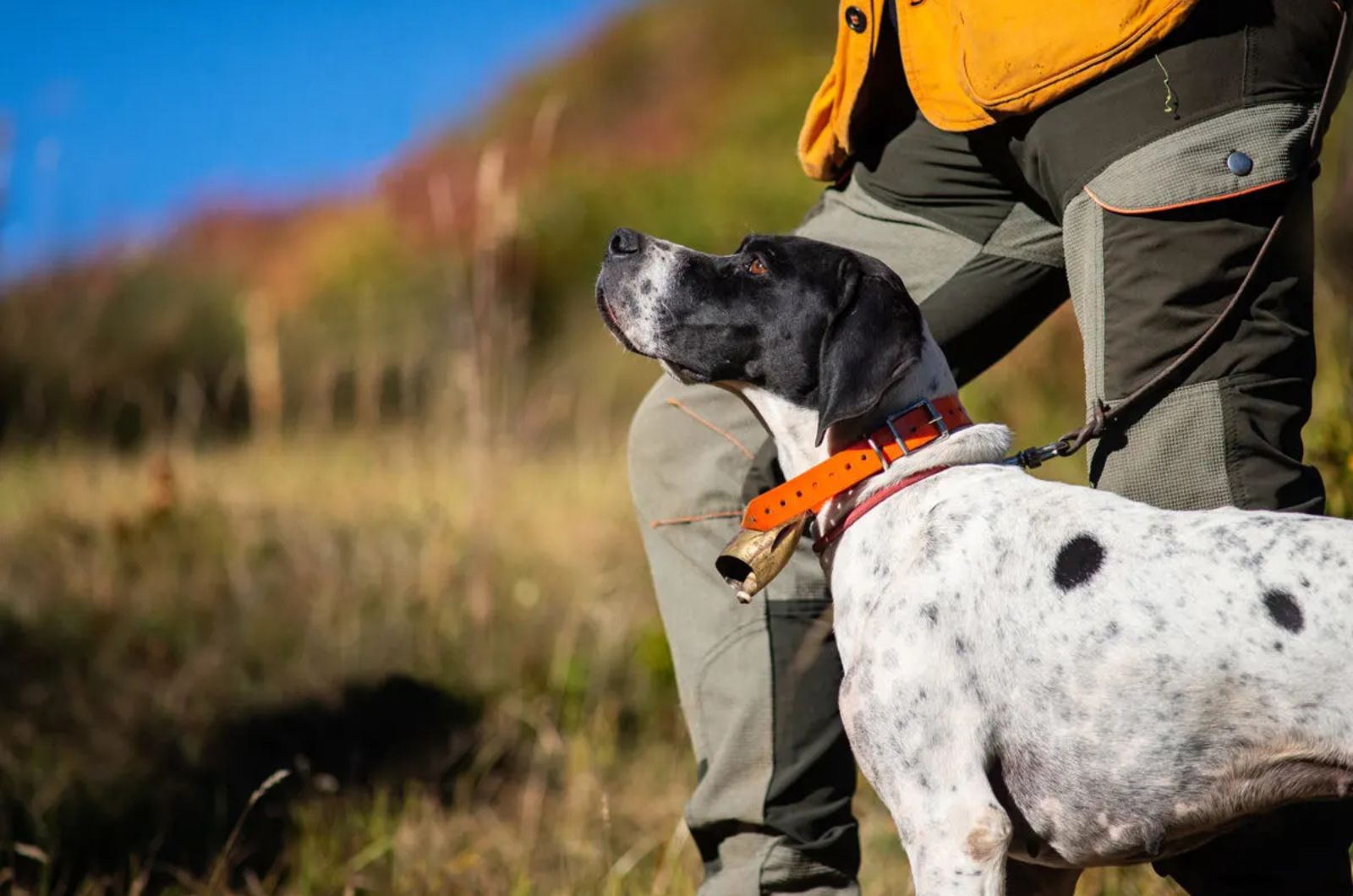 English Pointer