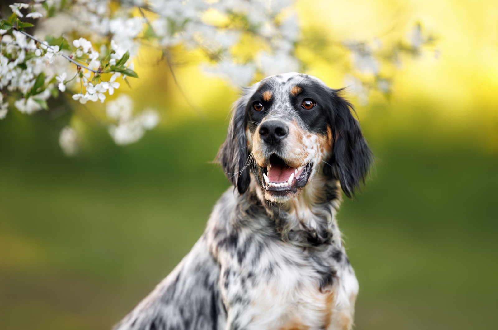 English Setter