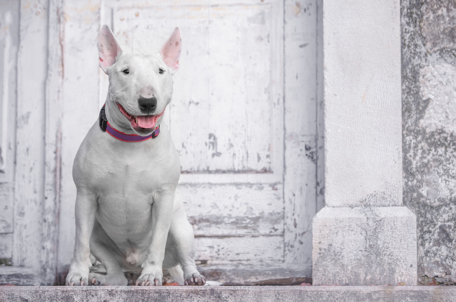 English White Terrier