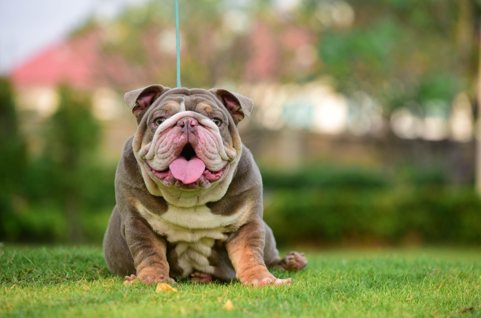 English bulldog