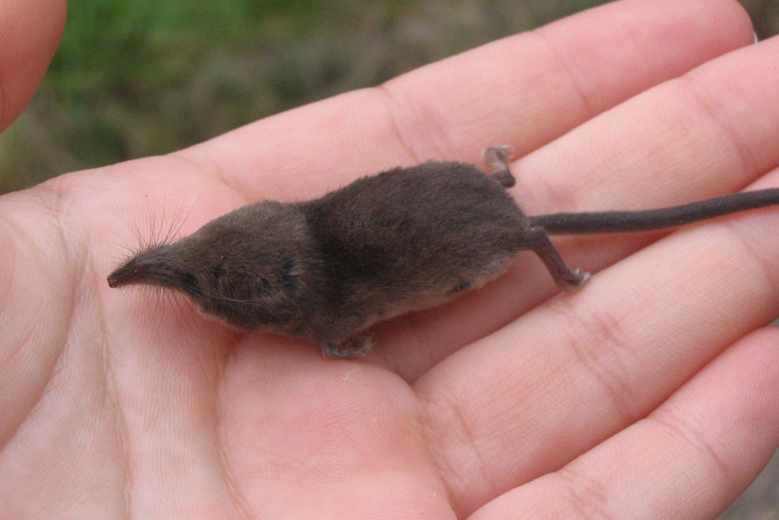 Etruscan Shrew