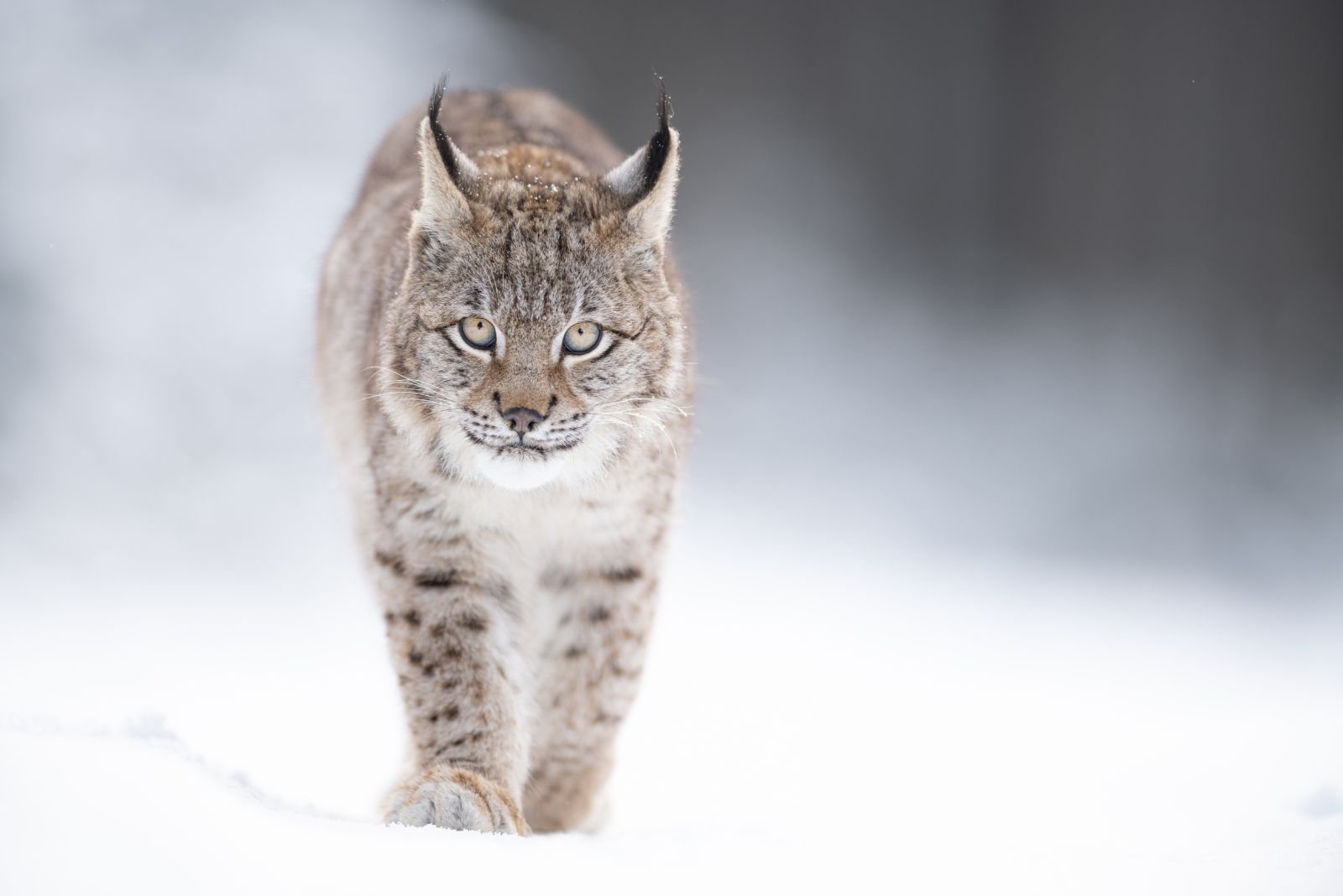 Eurasian Lynx