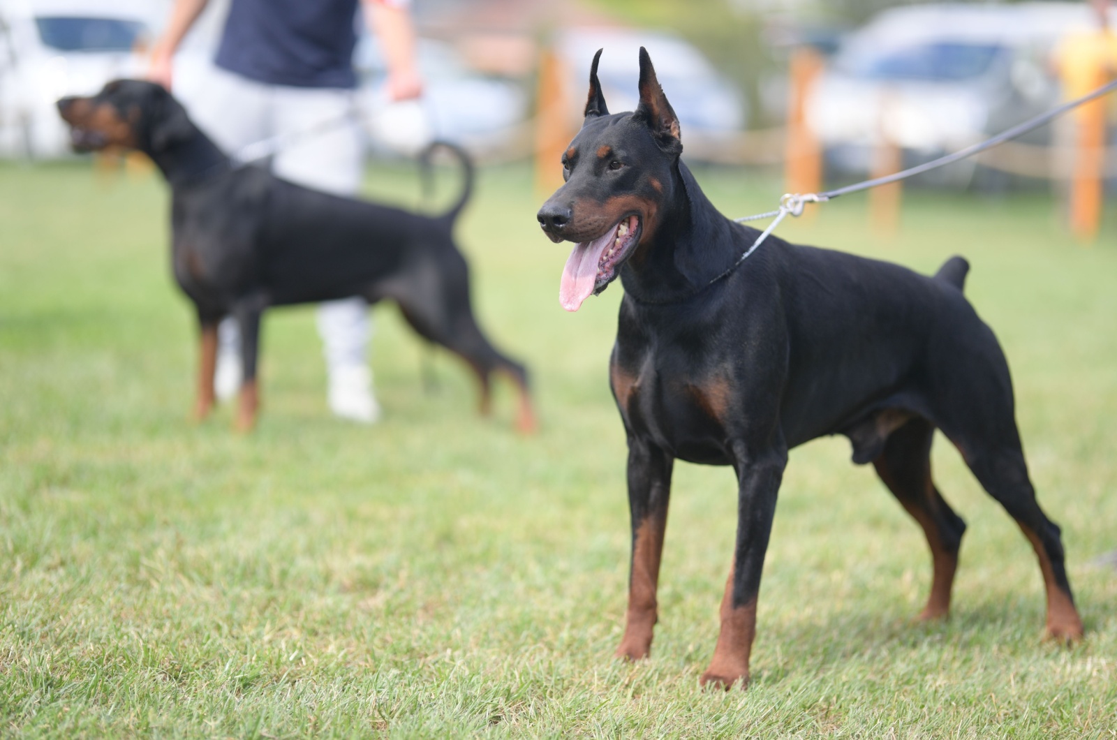 European Black Doberman