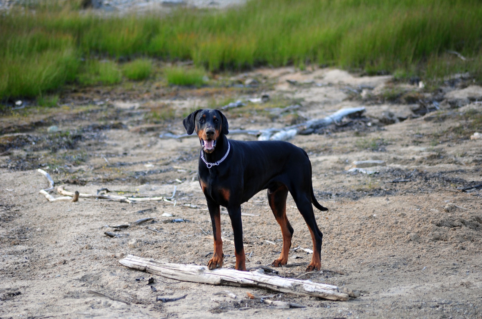 European Doberman on a shore