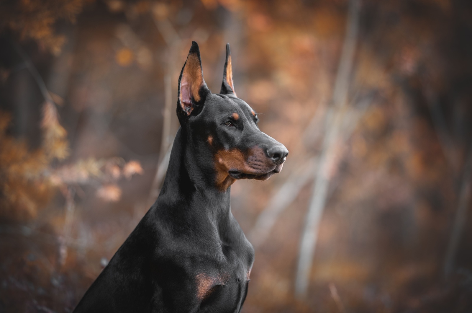 European Doberman