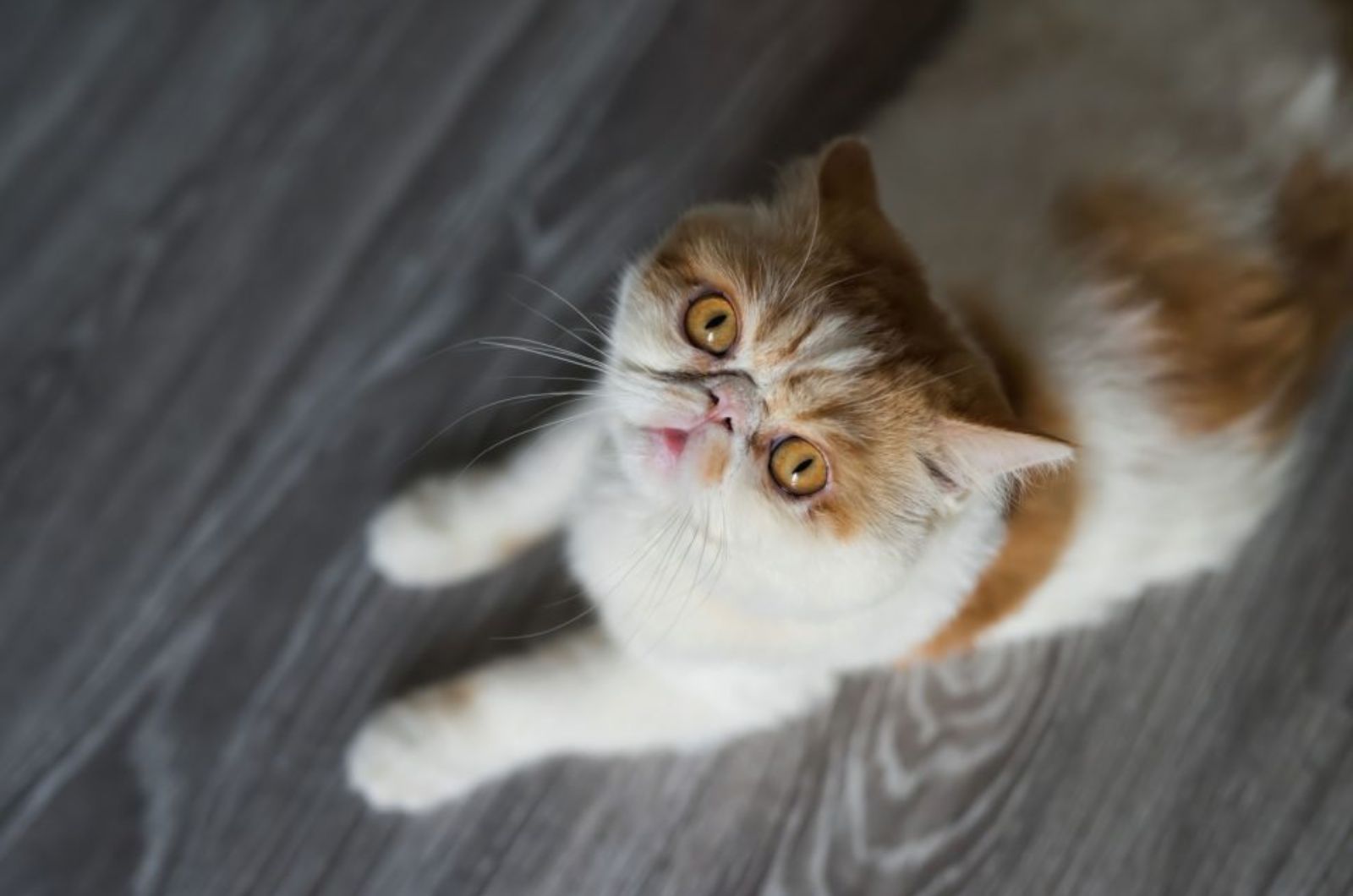 Exotic Shorthair Cat