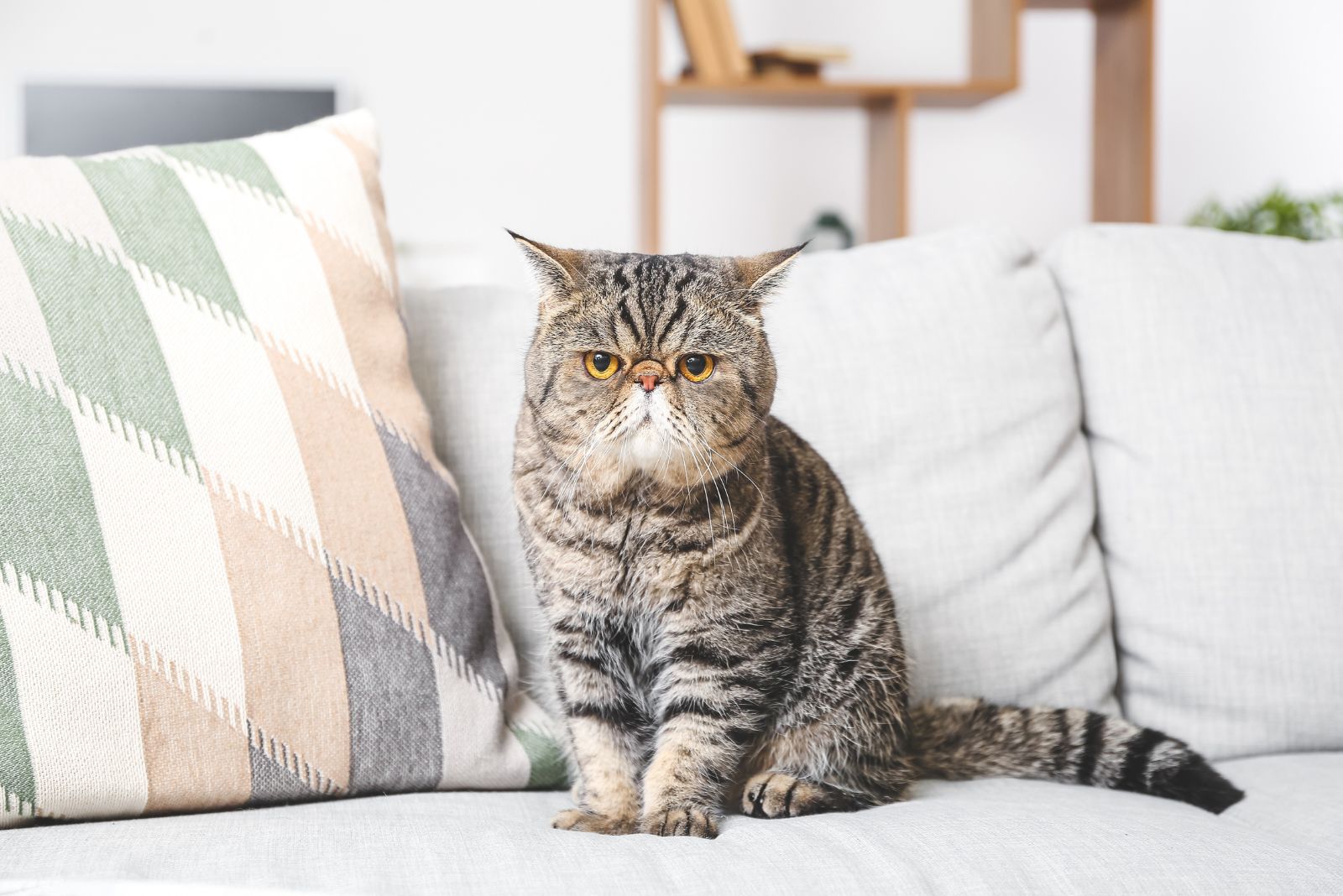 Exotic Shorthair cat on the couch