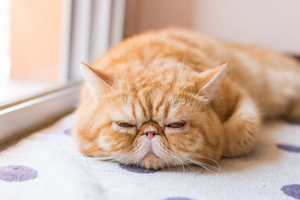 Exotic Shorthair cat sleeping by the window