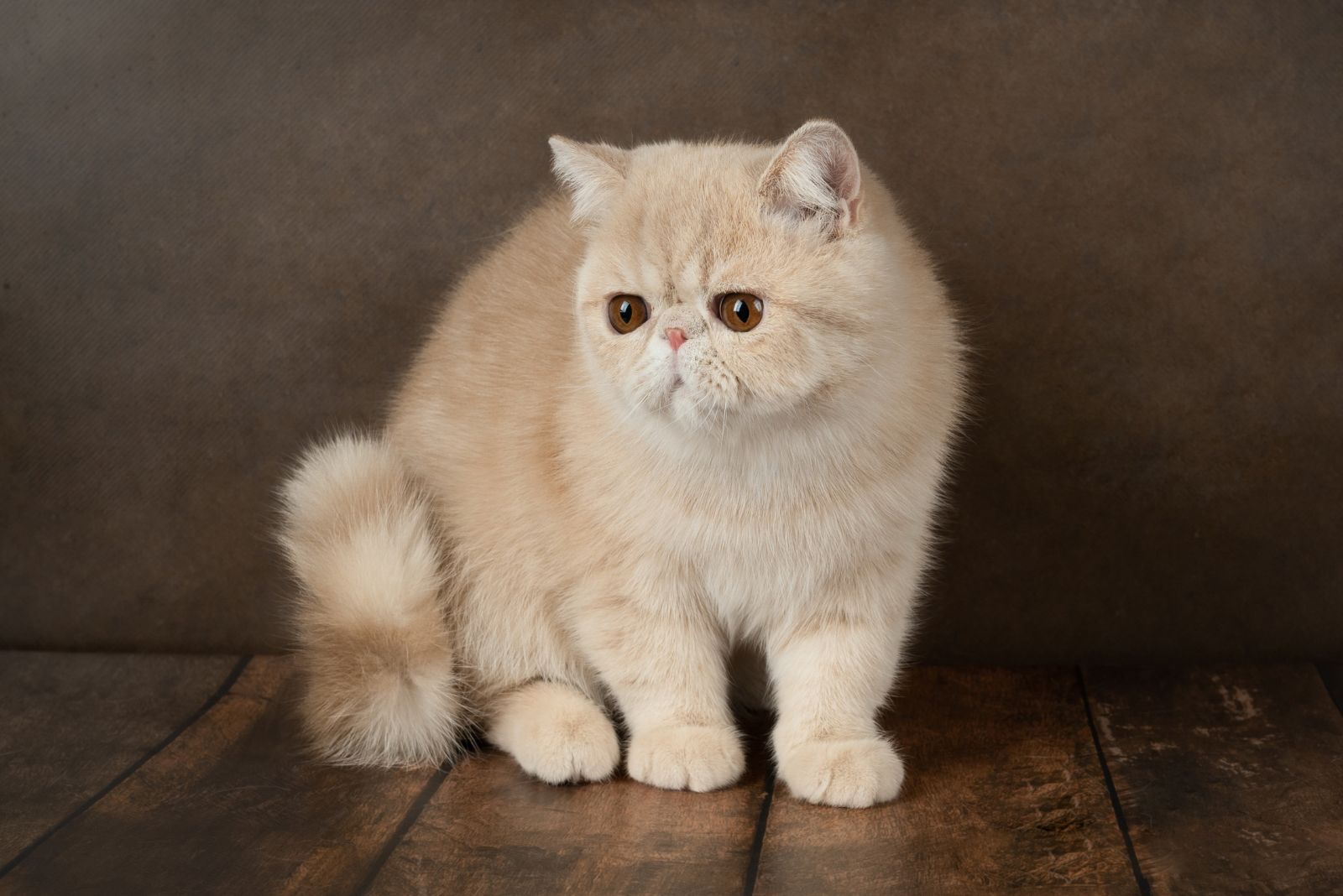 Exotic shorthair