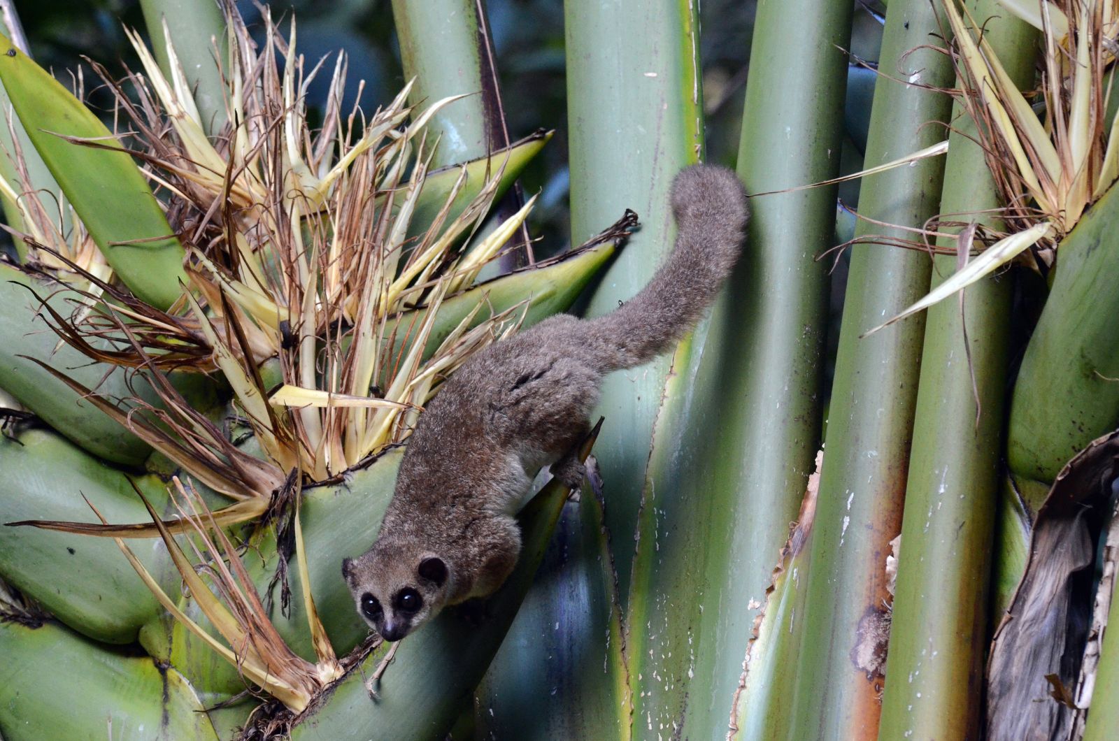 Fat-Tailed Dwarf Lemurs