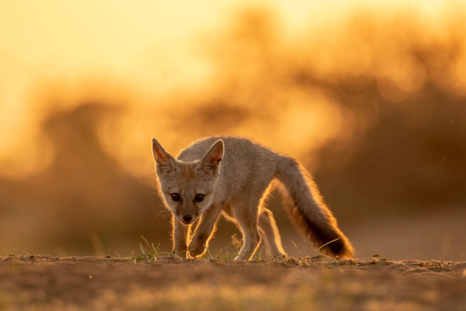 Fennec Fox