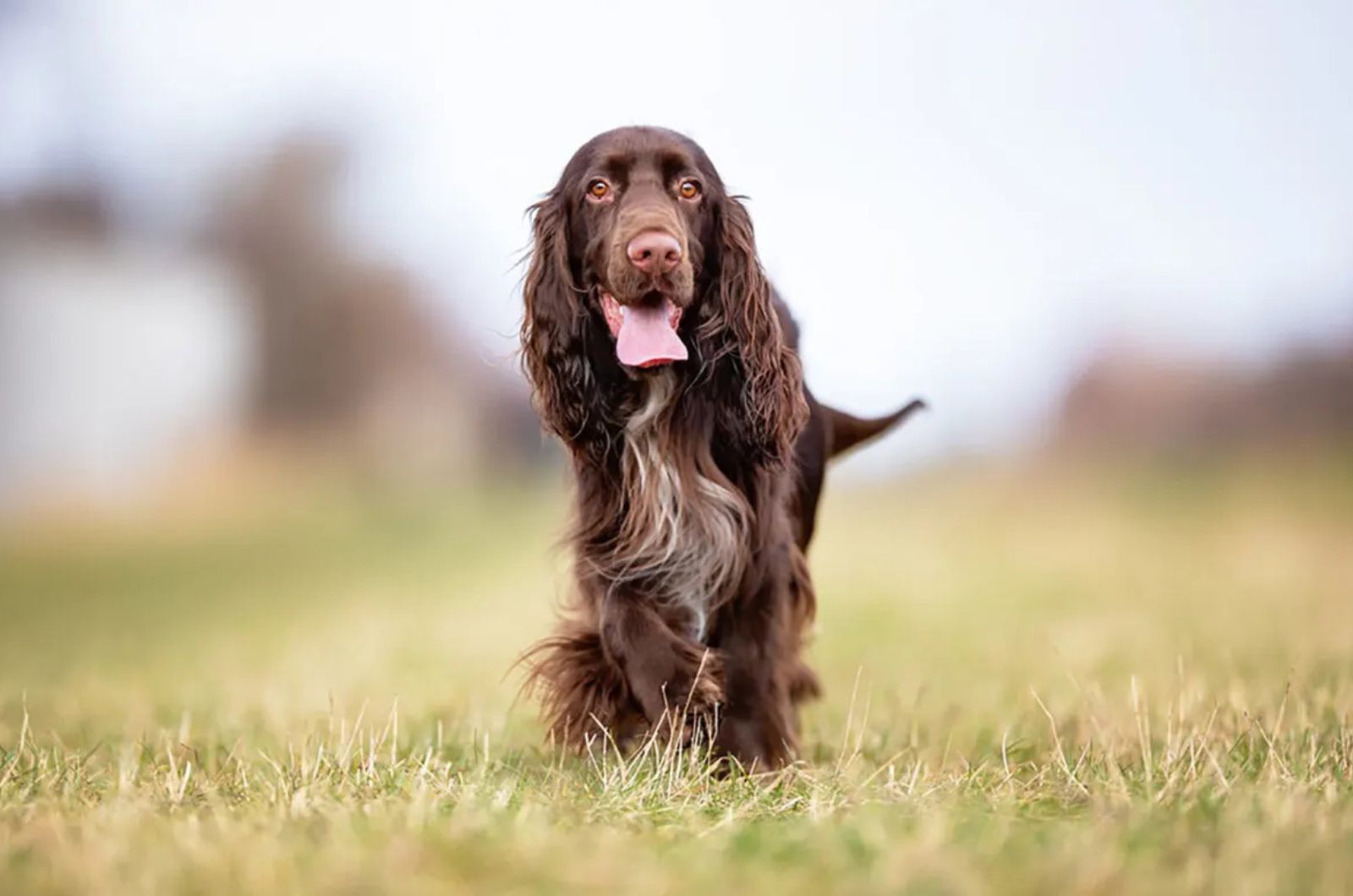 Field Spaniel 