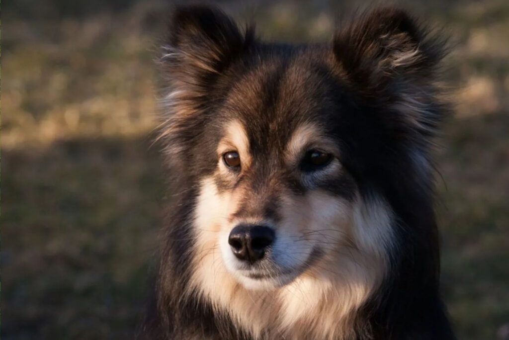 Finnish Lapphund