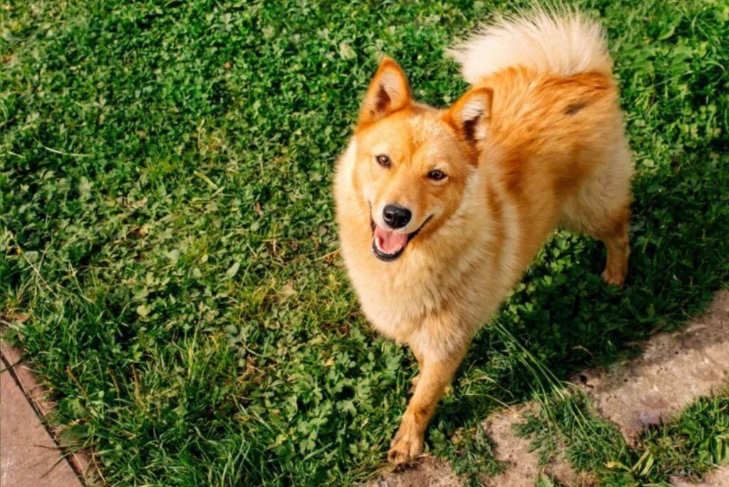 Finnish Spitz