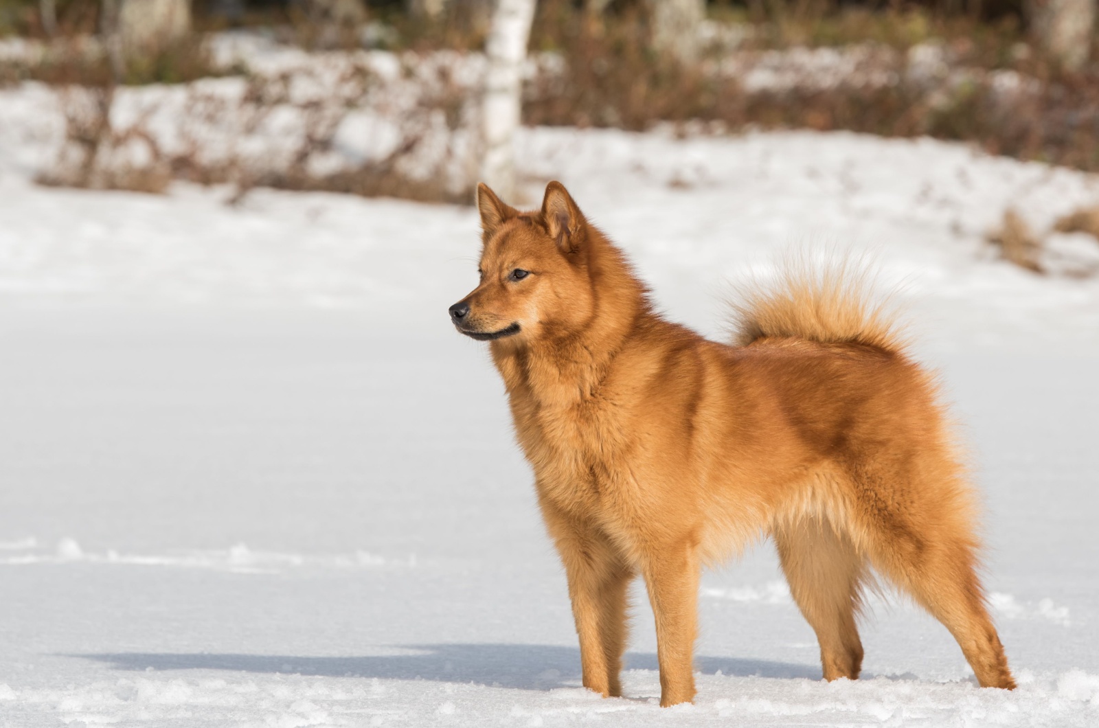 Finnish Spitz