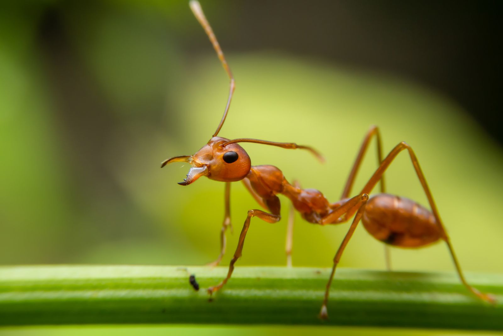 Fire Ant