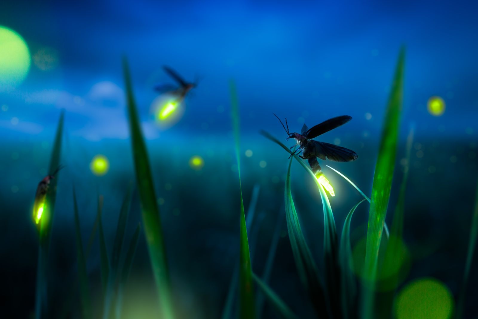 Firefly