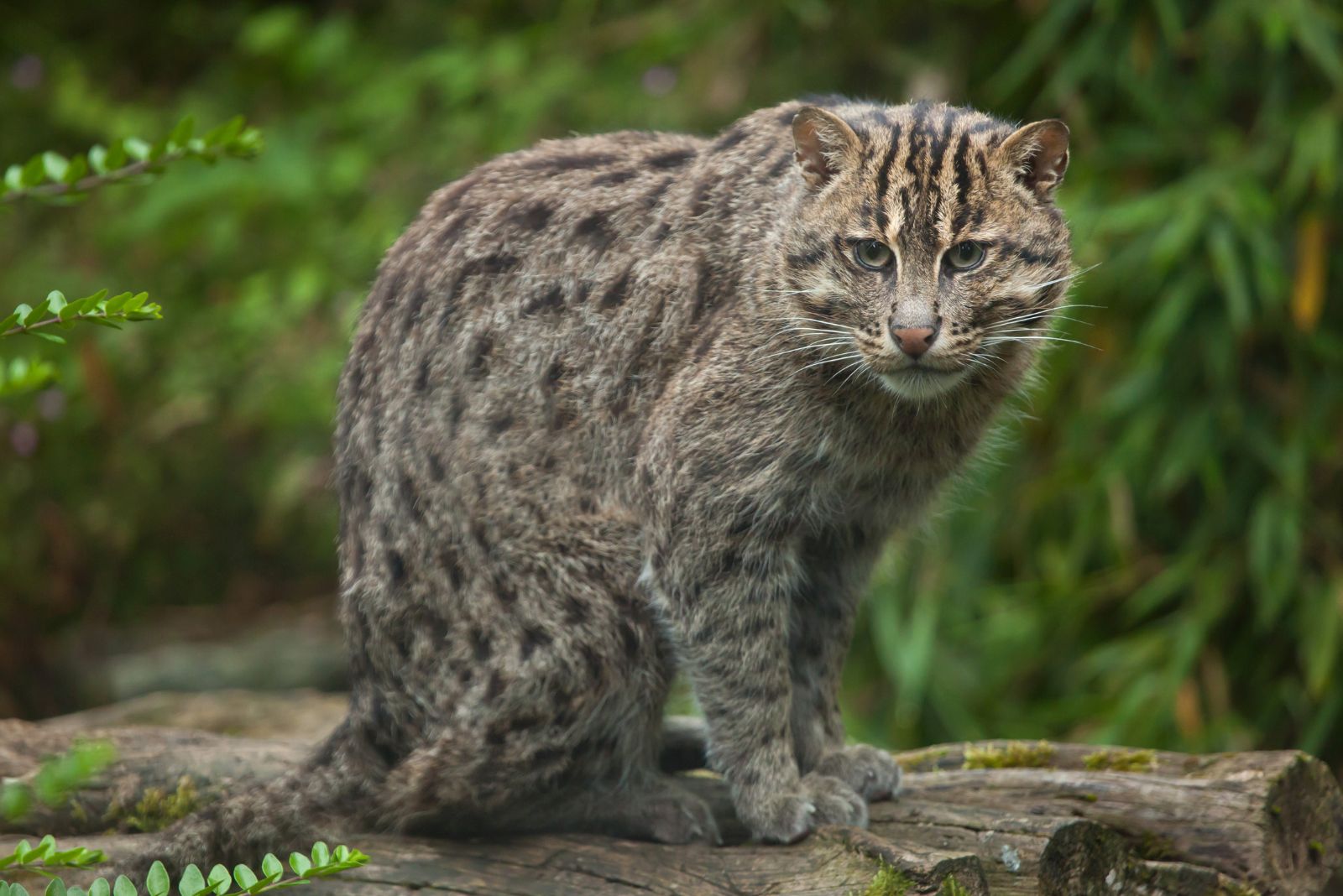 Fishing Cat