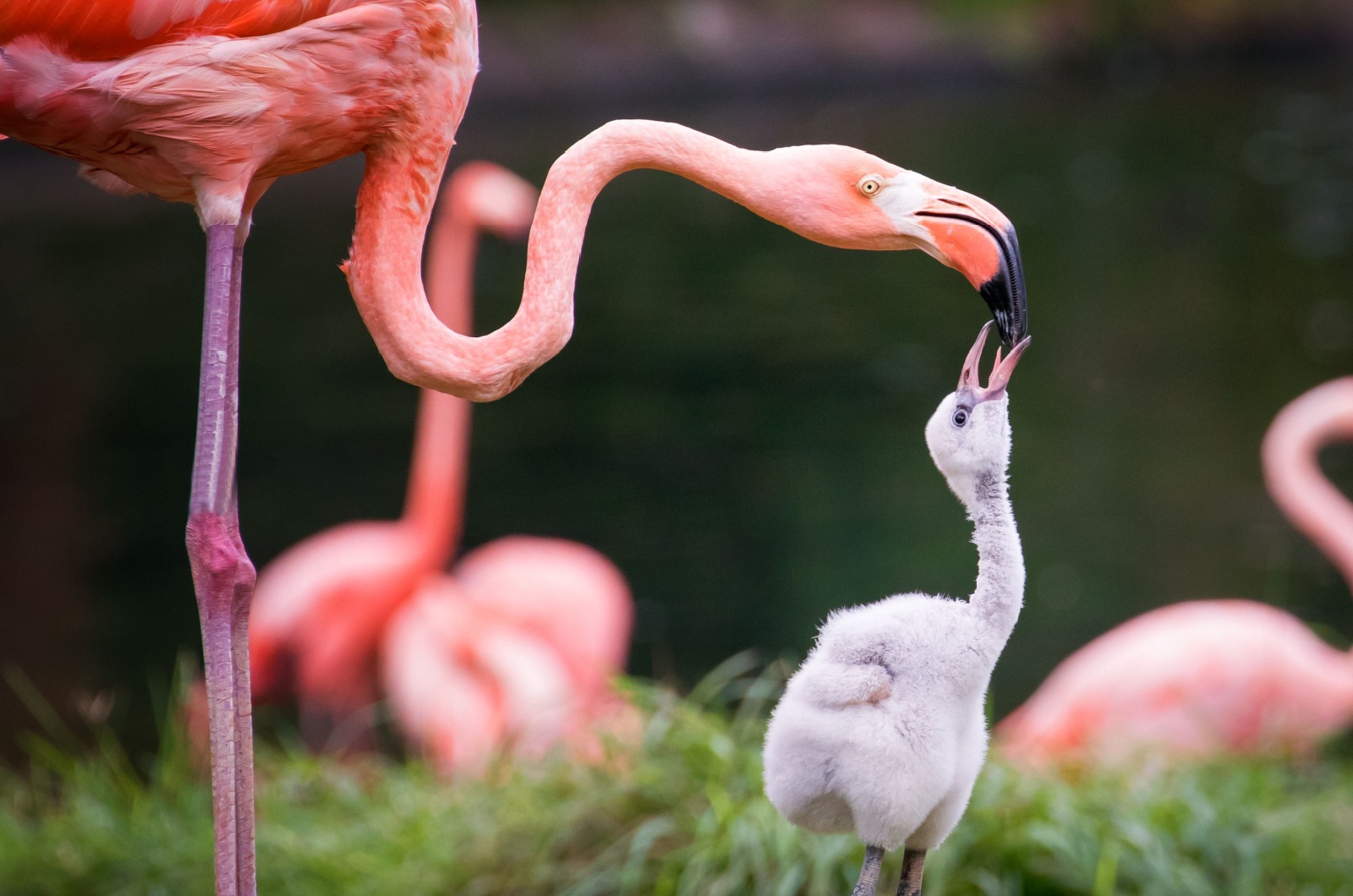 Flamingos