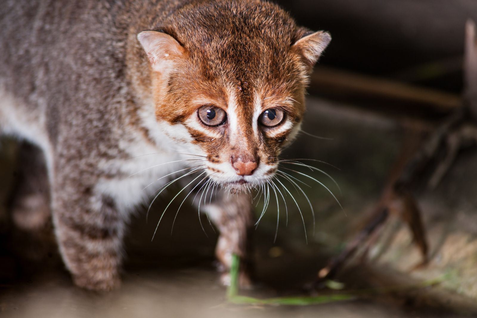 Flat-headed cat