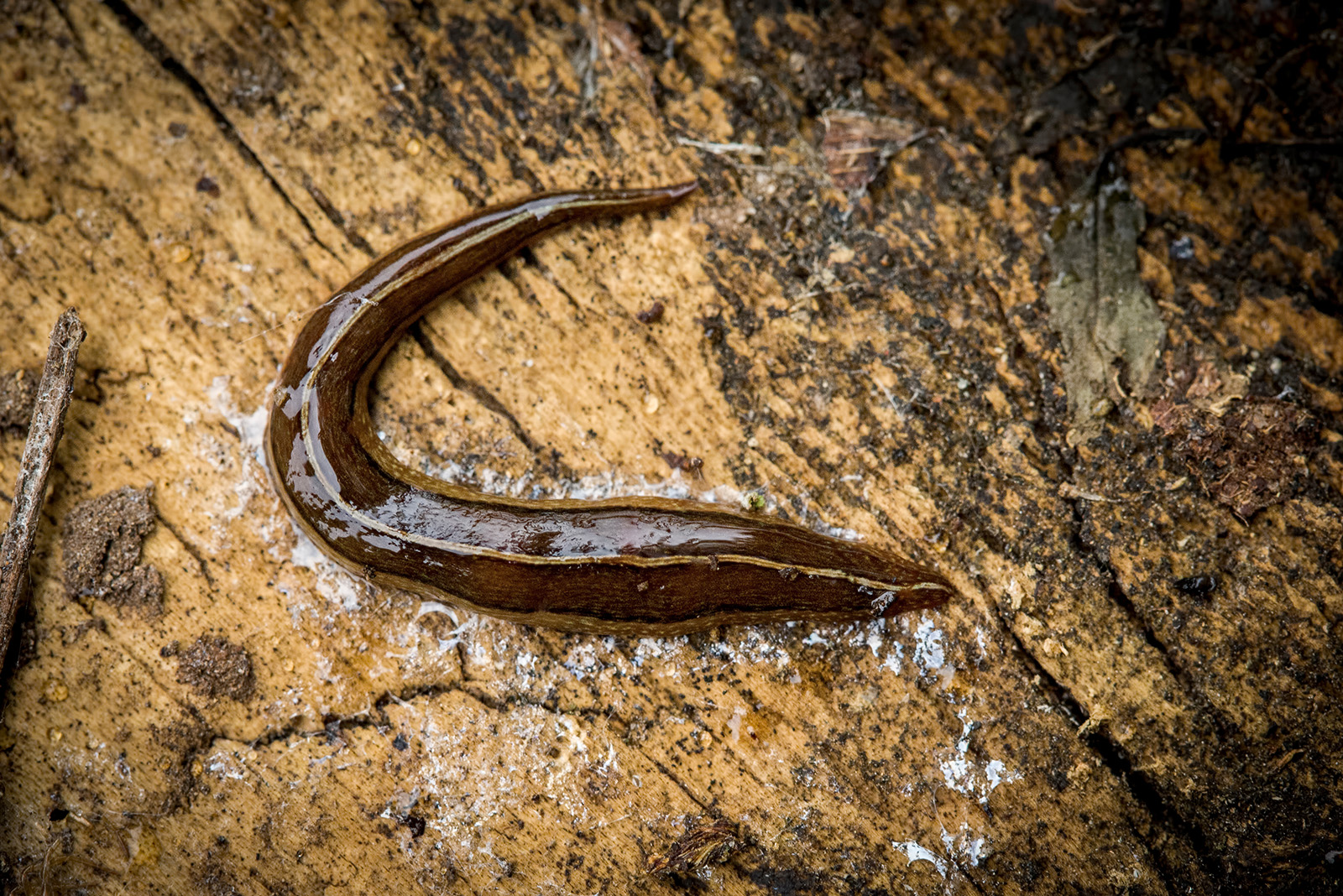 Flatworm