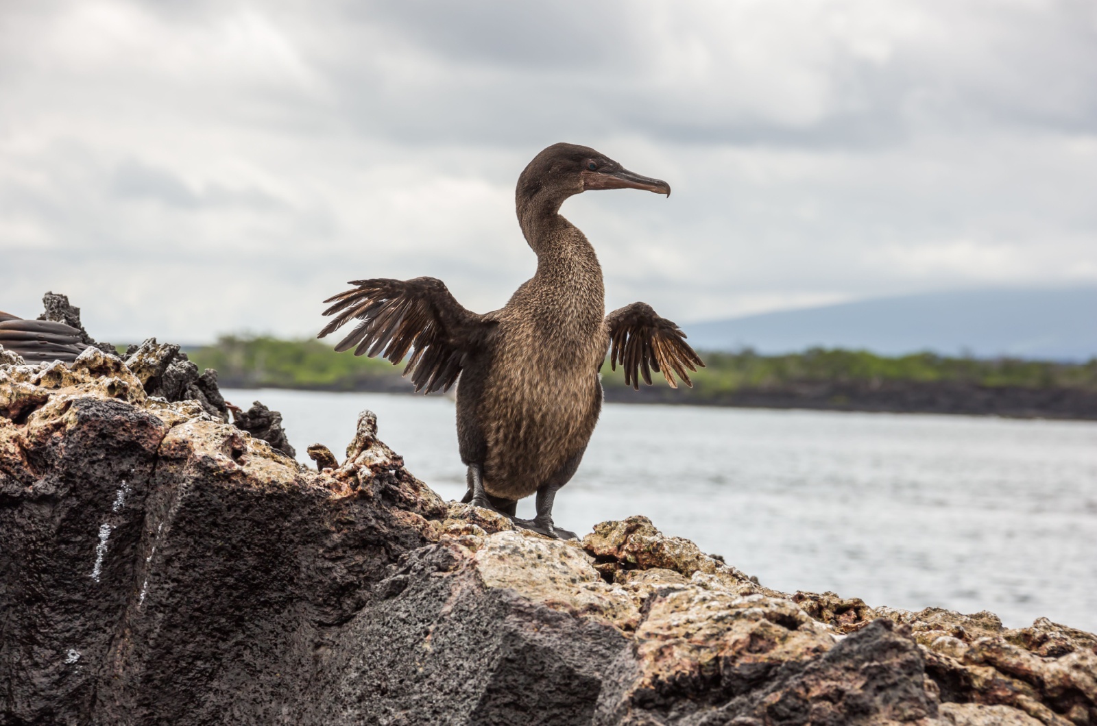 Flightless Cormorant