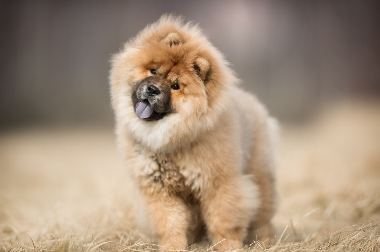 Fluffy Chow Chow