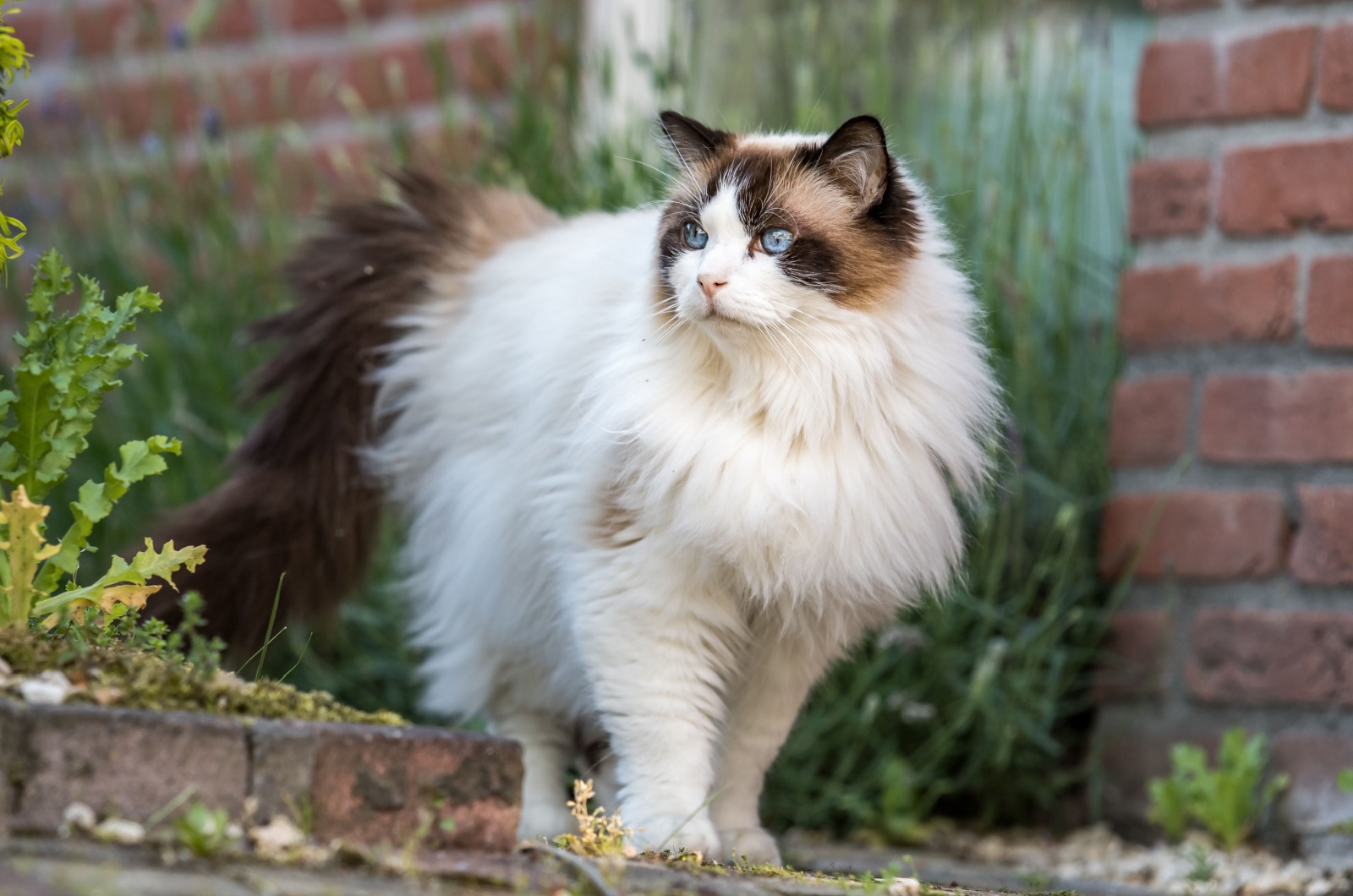 Fluffy Ragdoll Cat