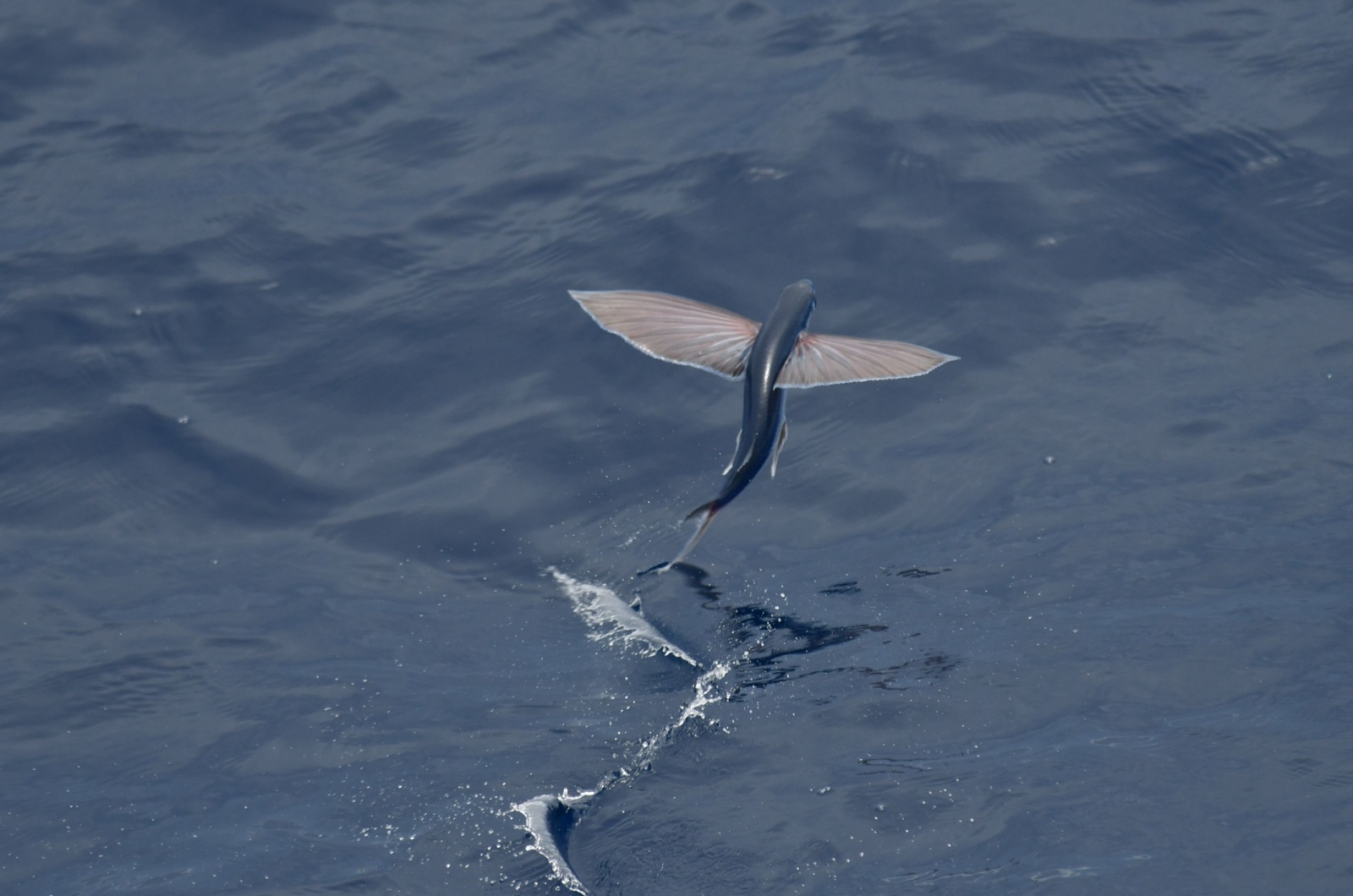 Flying Fish