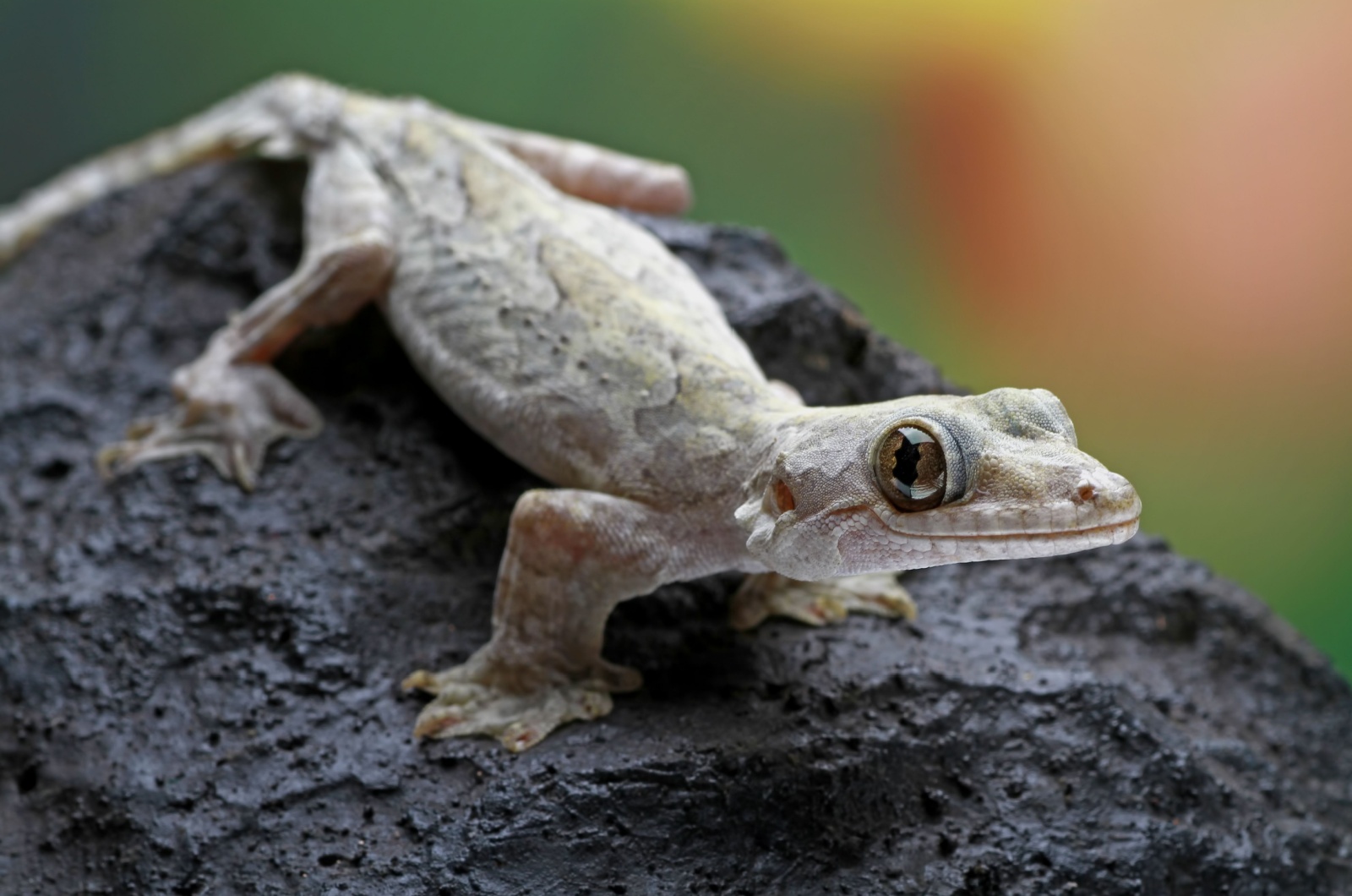 Flying Gecko