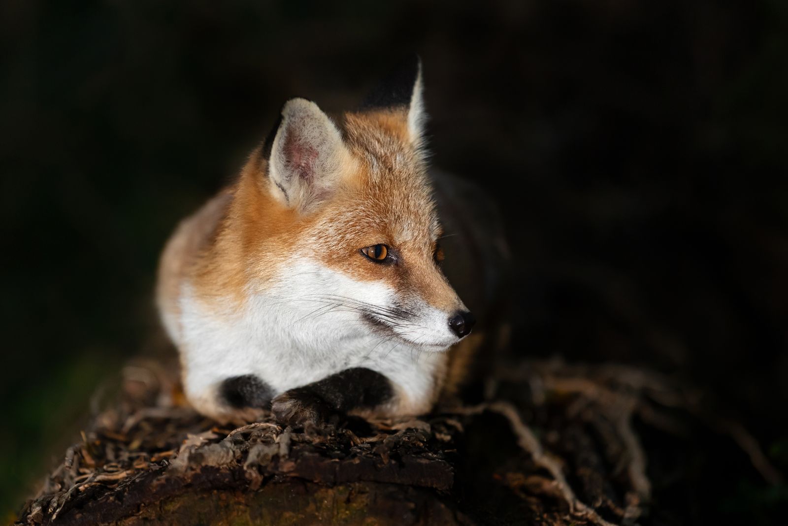 Fox