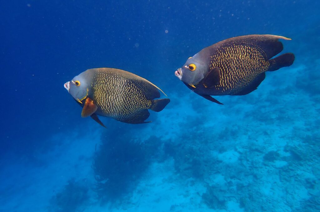 French Angelfish