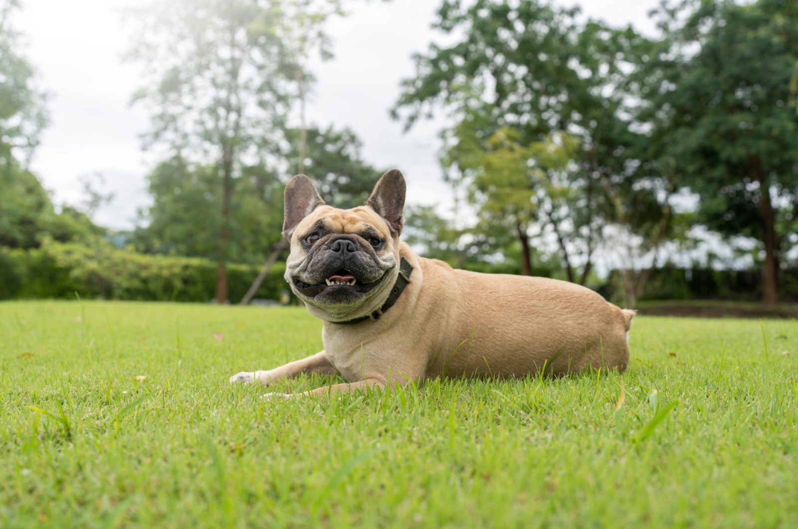 French Bulldog