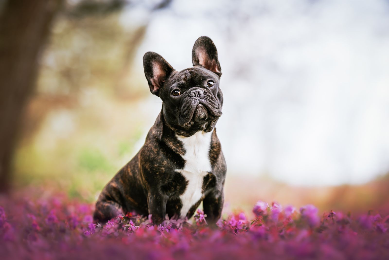 French Bulldog