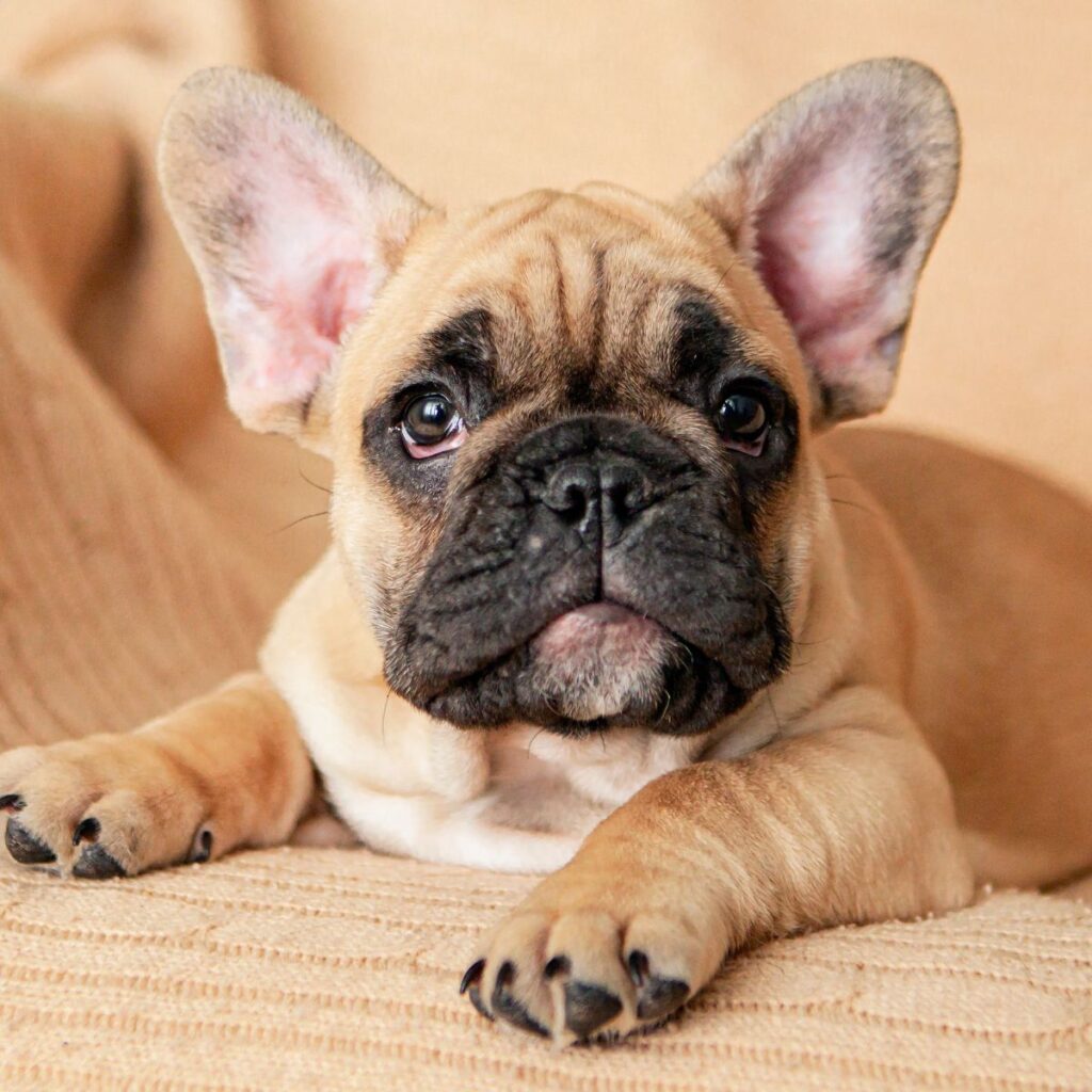 French Bulldog