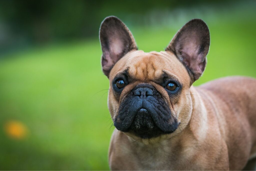 French Bulldog