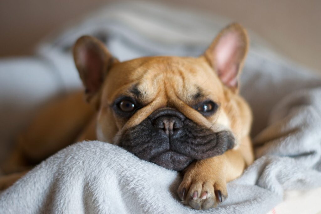 French Bulldog