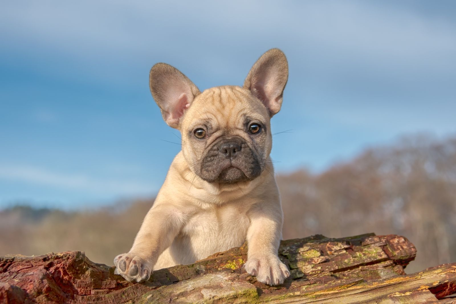 French Bulldog