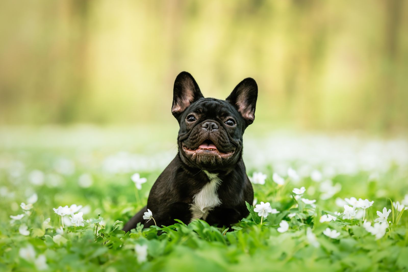 French Bulldog in grass