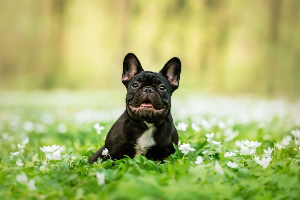 French Bulldog sitting in the grass