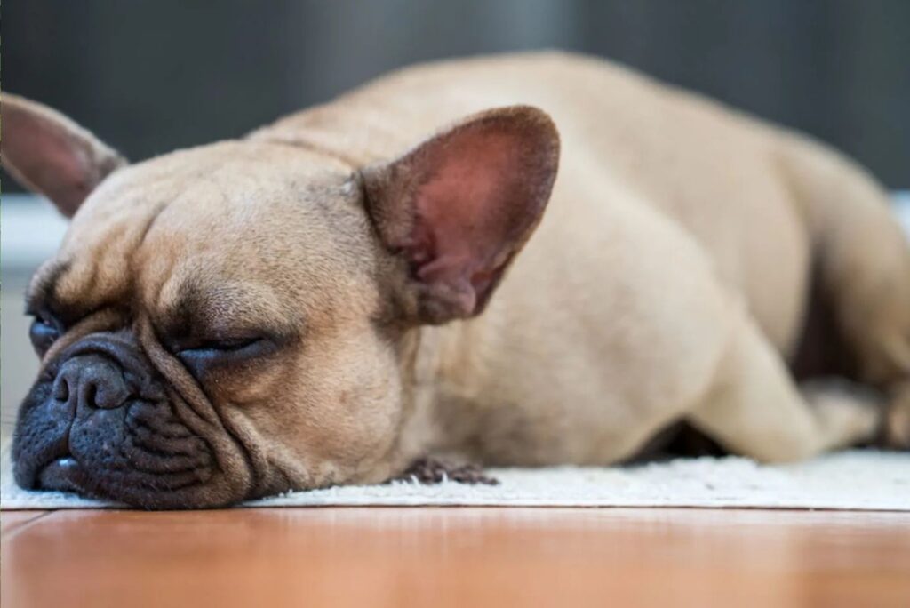 French Bulldog sleeping