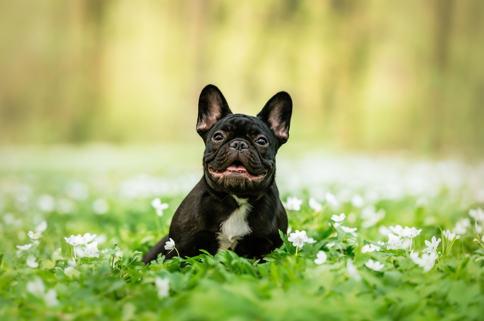 French Bulldog