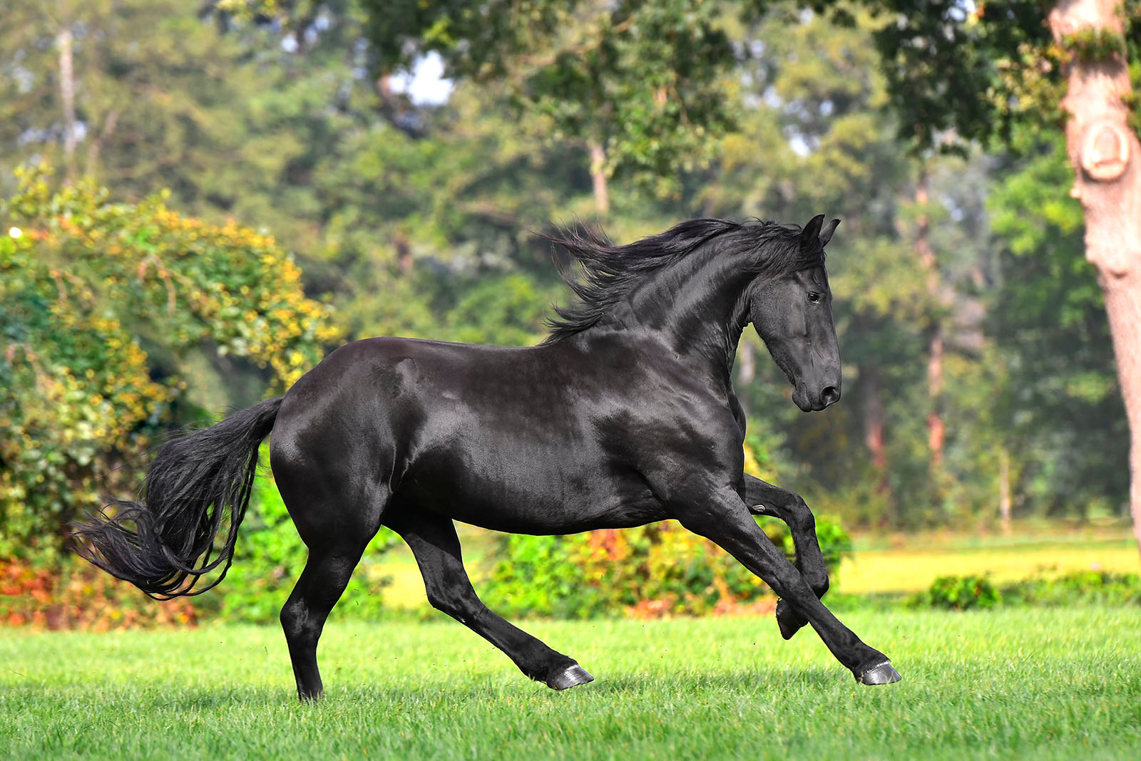 Friesian