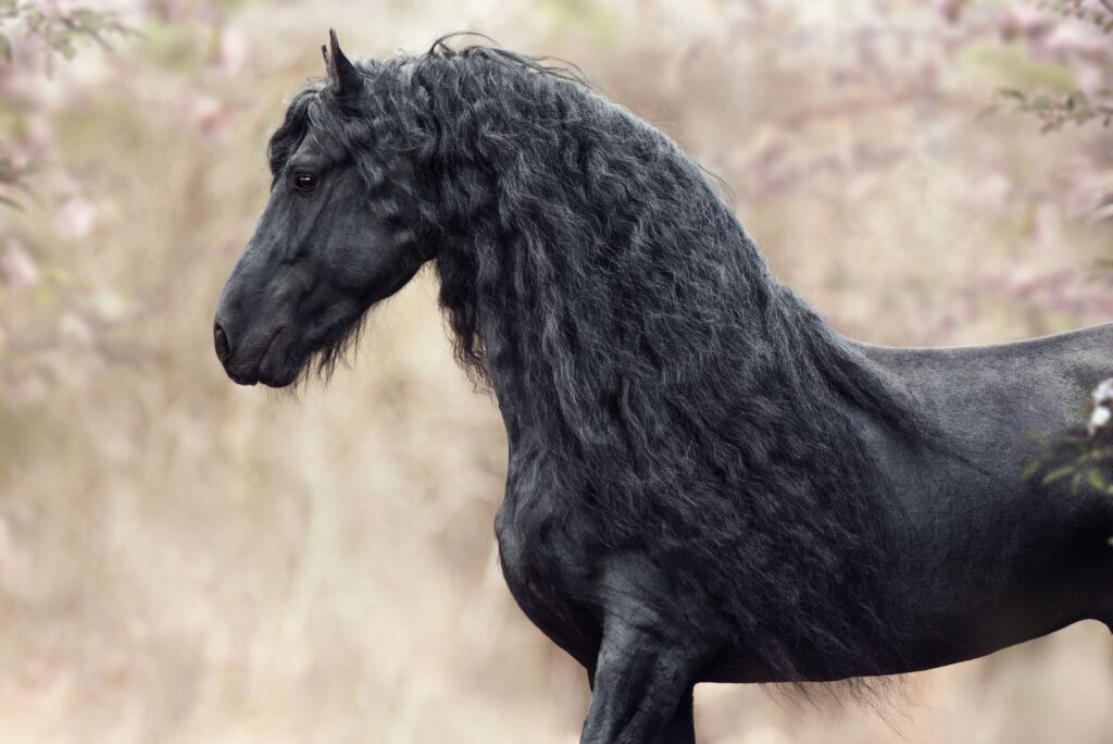 Friesian