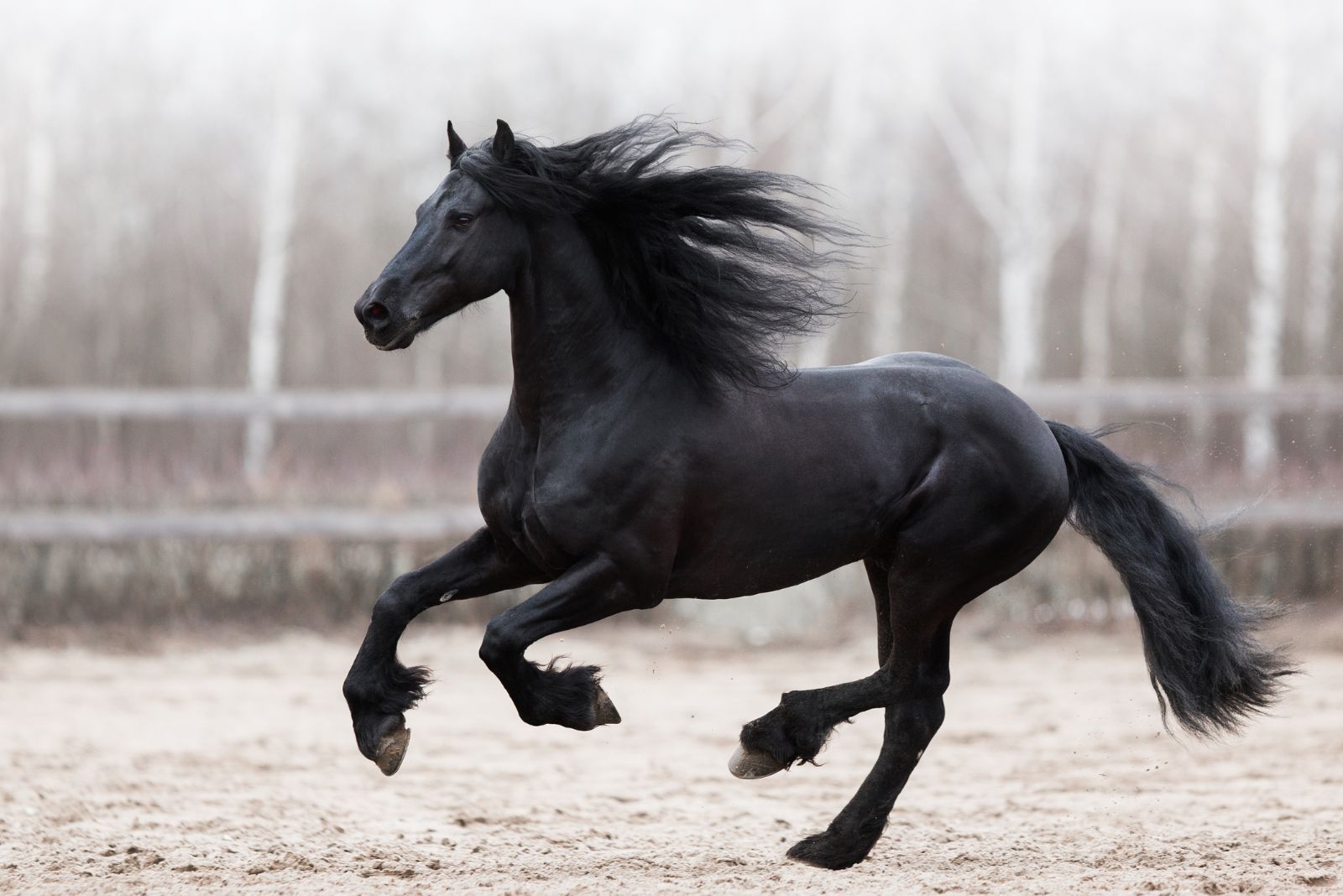 Friesian Horse