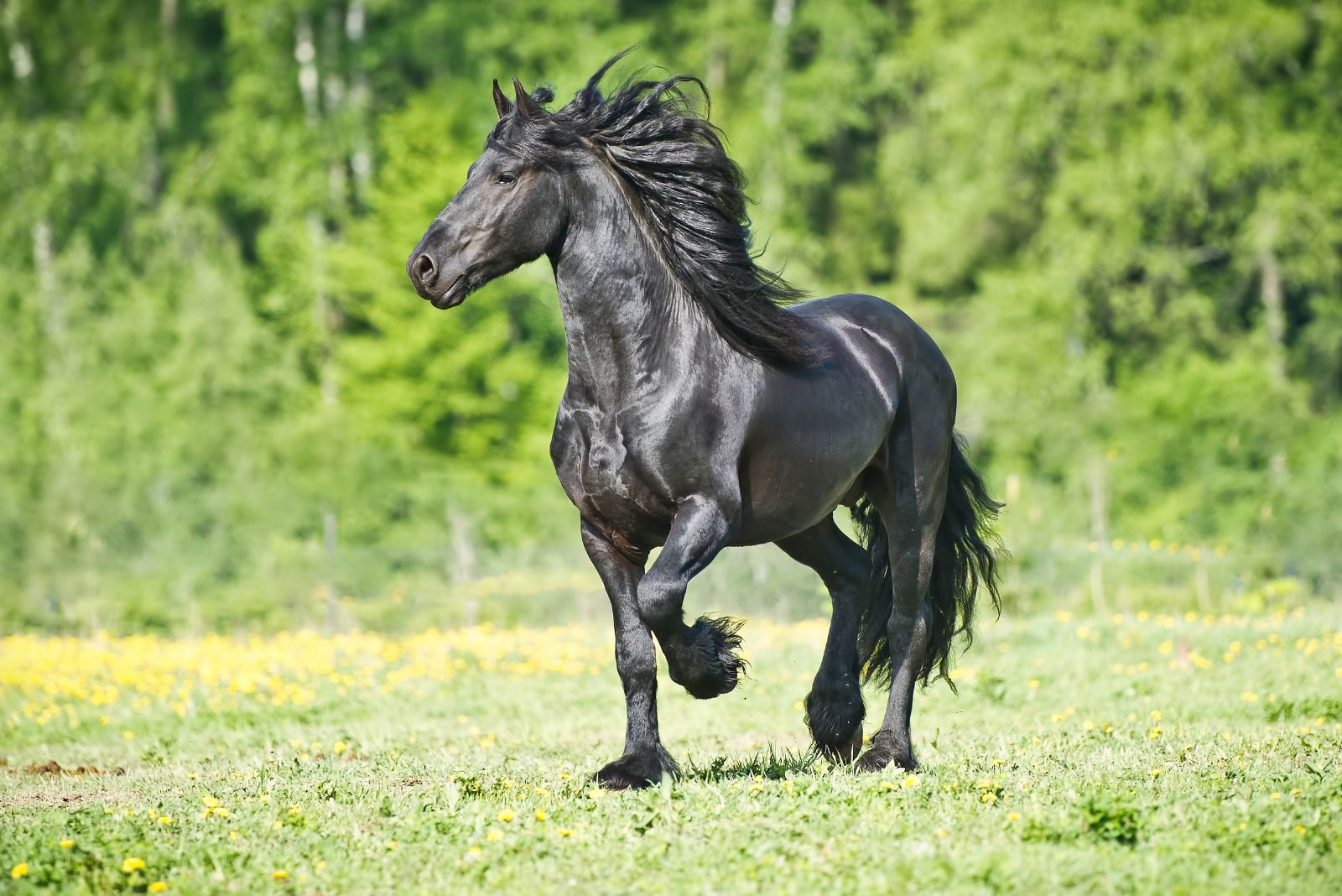 Friesian horse